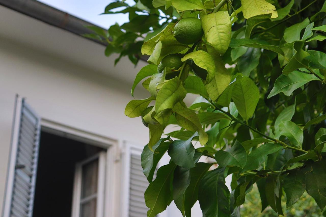 Lemon Tree Villa Kotor Zewnętrze zdjęcie